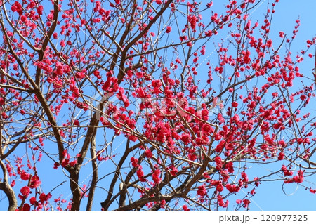 亀戸天神の梅まつり 赤いうめの花 紅梅 東京都江東区亀戸 亀戸天神の梅まつり 赤いうめの花 紅梅 東京都江東区亀戸 120977325