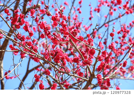 亀戸天神の梅まつり 赤いうめの花 紅梅 東京都江東区亀戸 亀戸天神の梅まつり 赤いうめの花 紅梅 東京都江東区亀戸 120977328