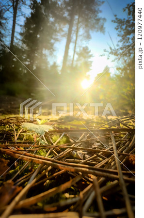 In a serene and tranquil forest at sunrise, sunlight is gently streaming through the trees In a serene and tranquil forest at sunrise, sunlight is gently streaming through the trees 120977440