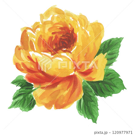 水彩で描いた黄色の薔薇241209pix7 120977971