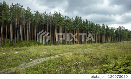 forest path along a pine forest in cloudy weather, landscape forest path along a pine forest in cloudy weather, landscape 120978020
