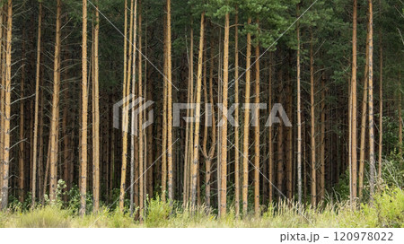 tall trunks of pine forest in cloudy weather, landscape tall trunks of pine forest in cloudy weather, landscape 120978022