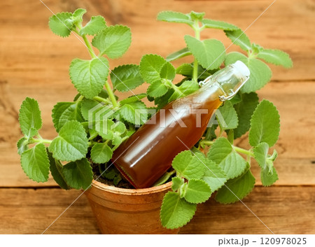 Homemade syrup made from fresh leaves of Plectranthus (Coleus) amboinicus, lemon slices and brown sugar. 120978025