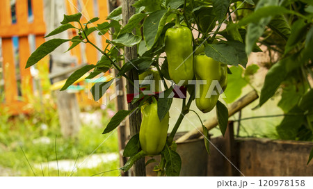 green sweet pepper fruits hang on a branch, backgrounds green sweet pepper fruits hang on a branch, backgrounds 120978158
