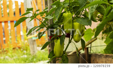 green sweet pepper fruits hang on a branch, backgrounds 120978159