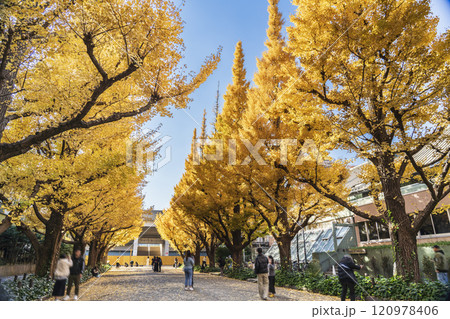 青空広がる秋の東京 明治神宮外苑の銀杏並木【東京都・港区】 青空広がる秋の東京 明治神宮外苑の銀杏並木【東京都・港区】 120978406