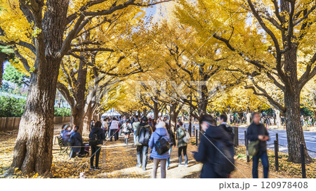 秋の東京・明治神宮外苑 観光客で賑わう銀杏並木の風景【東京都・港区】 秋の東京・明治神宮外苑 観光客で賑わう銀杏並木の風景【東京都・港区】 120978408