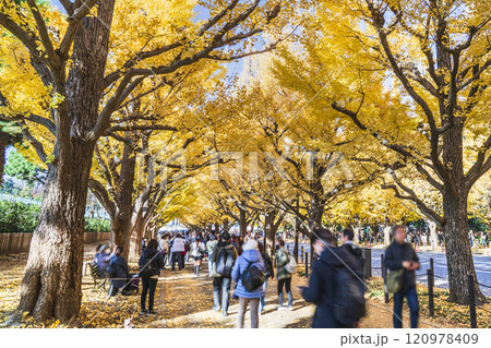 秋の東京 明治神宮外苑の銀杏並木【東京都・港区】 秋の東京 明治神宮外苑の銀杏並木【東京都・港区】 120978409