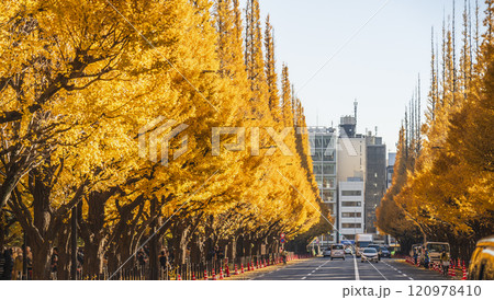 秋の東京　明治神宮外苑の銀杏並木【東京都・港区】 120978410