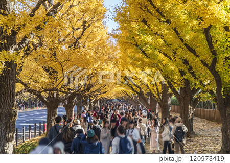 秋の東京・明治神宮外苑 観光客で賑わう銀杏並木【東京都・港区】 秋の東京・明治神宮外苑 観光客で賑わう銀杏並木【東京都・港区】 120978419