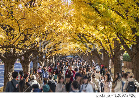 秋の東京　明治神宮外苑の銀杏並木【東京都・港区】 120978420