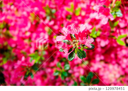 ツツジの花 ツツジの花 120978451