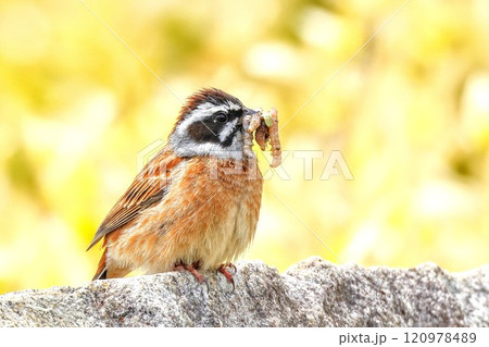 餌を運ぶホオジロ雄 120978489