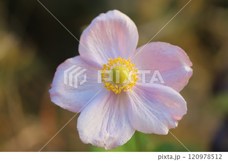 秋の庭に咲くシュウメイギクの薄桃色の花 秋の庭に咲くシュウメイギクの薄桃色の花 120978512