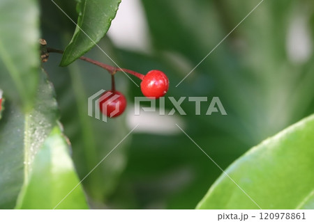 晩秋の庭に実る真っ赤なマンリョウの実 120978861