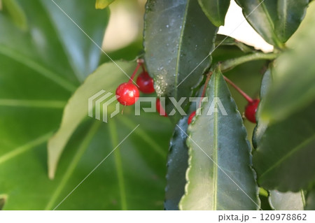 晩秋の庭に実る真っ赤なマンリョウの実 120978862