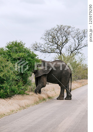 African elephant standing on side of road and eats leaves, hiding head in bushes 120979290