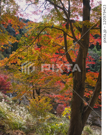 紅葉した養老渓谷 120979423