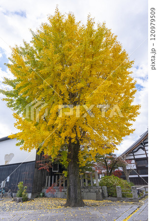 秋の京都　妙覺寺（妙覚寺）　立派な大銀杏の木 120979509