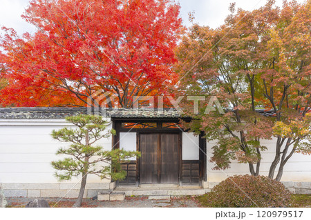 秋の京都 妙覺寺(妙覚寺) 真っ赤なモミジと門 秋の京都 妙覺寺(妙覚寺) 真っ赤なモミジと門 120979517