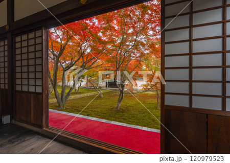 秋の京都 妙覺寺(妙覚寺) 紅葉に包まれた法姿園 秋の京都 妙覺寺(妙覚寺) 紅葉に包まれた法姿園 120979523