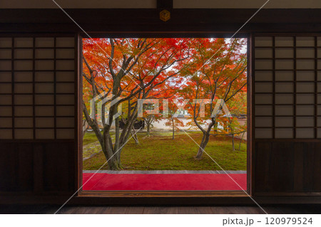 秋の京都 妙覺寺(妙覚寺) 紅葉に包まれた法姿園 秋の京都 妙覺寺(妙覚寺) 紅葉に包まれた法姿園 120979524