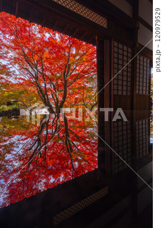 秋の京都　妙覺寺（妙覚寺）　紅葉に包まれた法姿園 120979529