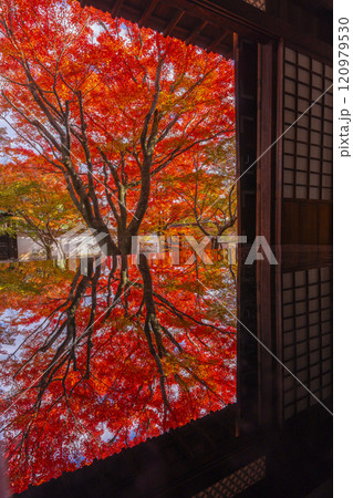 秋の京都　妙覺寺（妙覚寺）　紅葉に包まれた法姿園 120979530