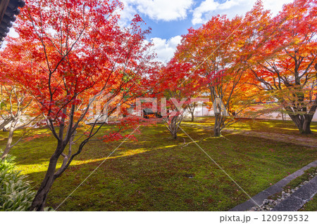 秋の京都　妙覺寺（妙覚寺）　紅葉に包まれた法姿園 120979532