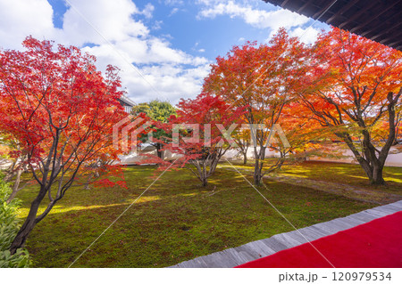 秋の京都 妙覺寺(妙覚寺) 紅葉に包まれた法姿園 秋の京都 妙覺寺(妙覚寺) 紅葉に包まれた法姿園 120979534