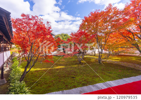 秋の京都 妙覺寺(妙覚寺) 紅葉に包まれた法姿園 秋の京都 妙覺寺(妙覚寺) 紅葉に包まれた法姿園 120979535