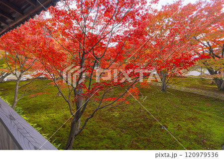 秋の京都 妙覺寺(妙覚寺) 紅葉に包まれた法姿園 秋の京都 妙覺寺(妙覚寺) 紅葉に包まれた法姿園 120979536