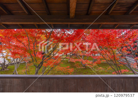 秋の京都　妙覺寺（妙覚寺）　紅葉に包まれた法姿園 120979537