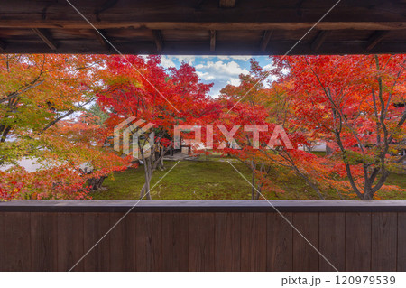 秋の京都　妙覺寺（妙覚寺）　紅葉に包まれた法姿園 120979539