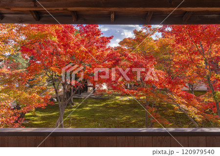 秋の京都　妙覺寺（妙覚寺）　紅葉に包まれた法姿園 120979540