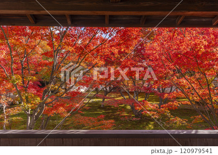 秋の京都　妙覺寺（妙覚寺）　紅葉に包まれた法姿園 120979541
