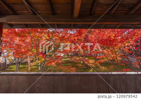 秋の京都　妙覺寺（妙覚寺）　紅葉に包まれた法姿園 120979542