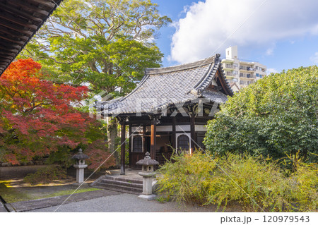 秋の京都　妙覺寺（妙覚寺）　紅葉に包まれた華芳堂 120979543