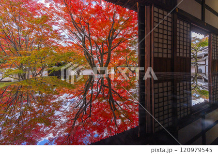 秋の京都 妙覺寺(妙覚寺) 紅葉に包まれた法姿園 秋の京都 妙覺寺(妙覚寺) 紅葉に包まれた法姿園 120979545