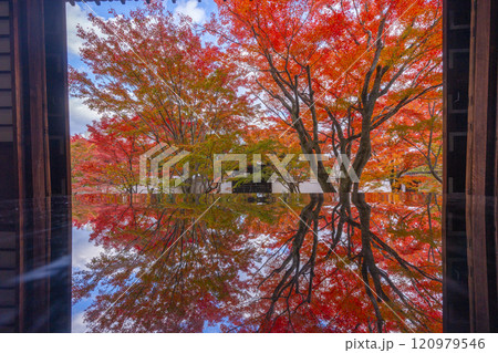 秋の京都 妙覺寺(妙覚寺) 紅葉に包まれた法姿園 秋の京都 妙覺寺(妙覚寺) 紅葉に包まれた法姿園 120979546