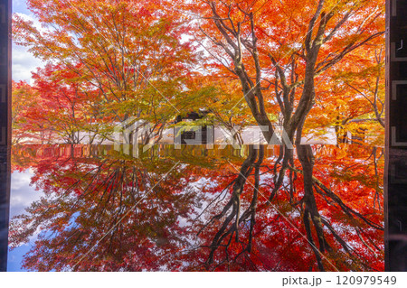 秋の京都　妙覺寺（妙覚寺）　紅葉に包まれた法姿園 120979549