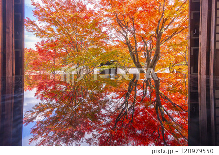 秋の京都 妙覺寺(妙覚寺) 紅葉に包まれた法姿園 秋の京都 妙覺寺(妙覚寺) 紅葉に包まれた法姿園 120979550