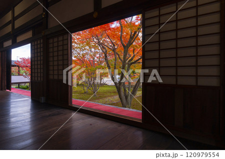 秋の京都　妙覺寺（妙覚寺）　紅葉に包まれた法姿園 120979554