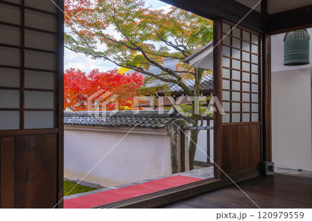 秋の京都　妙覺寺（妙覚寺）　紅葉に包まれた法姿園 120979559