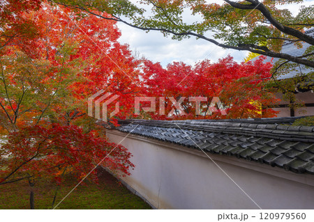 秋の京都 妙覺寺(妙覚寺) 紅葉に包まれた法姿園 秋の京都 妙覺寺(妙覚寺) 紅葉に包まれた法姿園 120979560