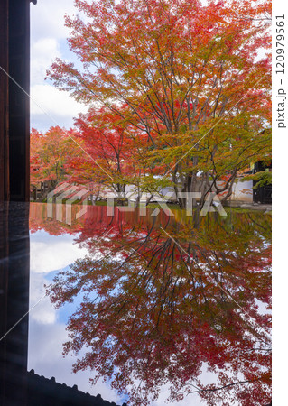 秋の京都 妙覺寺(妙覚寺) 紅葉に包まれた法姿園 秋の京都 妙覺寺(妙覚寺) 紅葉に包まれた法姿園 120979561