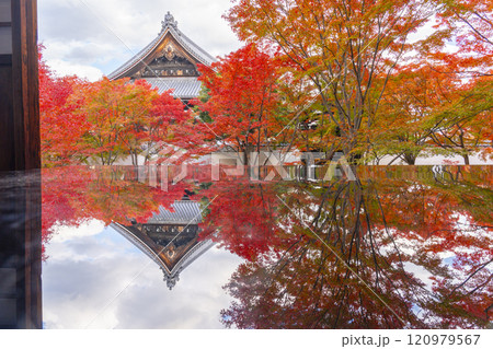 秋の京都 妙覺寺(妙覚寺) 紅葉に包まれた法姿園 秋の京都 妙覺寺(妙覚寺) 紅葉に包まれた法姿園 120979567