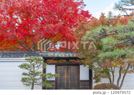秋の京都 妙覺寺(妙覚寺) 真っ赤なモミジと門 秋の京都 妙覺寺(妙覚寺) 真っ赤なモミジと門 120979572