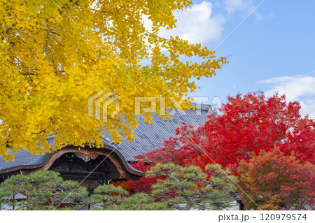 秋の京都　妙覺寺（妙覚寺）　モミジとイチョウのコントラスト 120979574