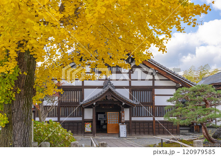 秋の京都　妙覺寺（妙覚寺）　立派な大銀杏の木と方丈 120979585